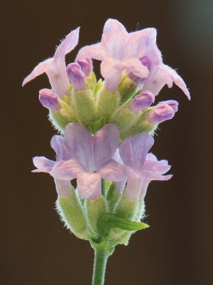 DSC00111.jpg