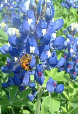 beeinbluebonnets.JPG