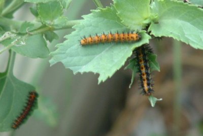 caterpillars