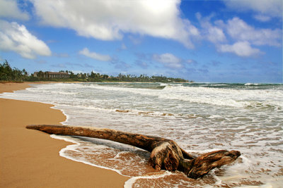 Driftwood - Kauai