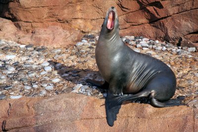 Seal at Sea World