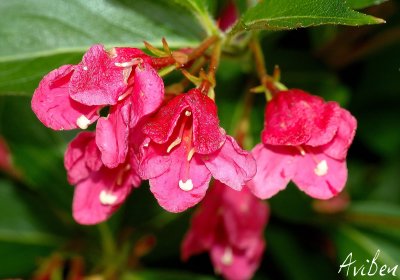 Spring Reds.jpg