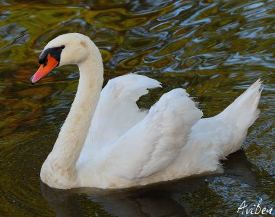 Swan - Lake Eleanor.jpg