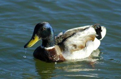 Duck with dripping water.jpg