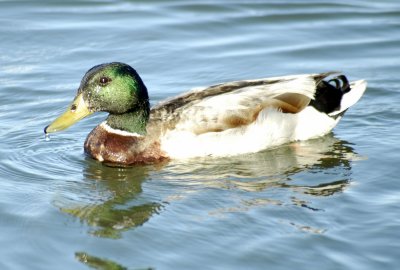 Duck with dripping water 02.jpg
