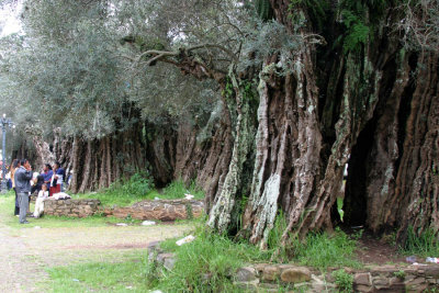 500-year old Olive Trees