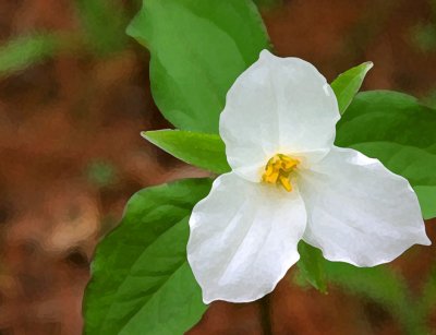White Trillium 1