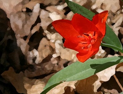 Miniature Tulip