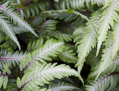 Variegated Fern