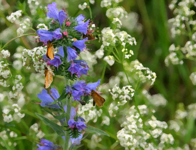 Vipers Bugloss 2