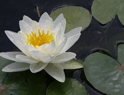 Water Lily 1