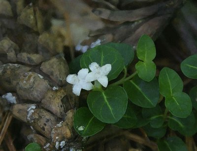 Wintergreen
