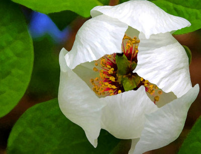 Wood Peony 2