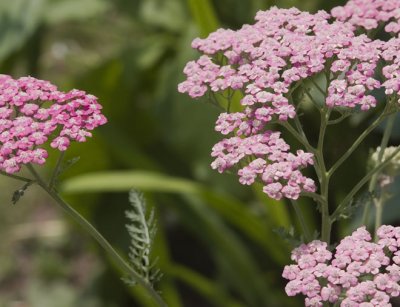 Yarrow 2