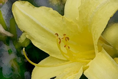 Yellow Day Lily 3