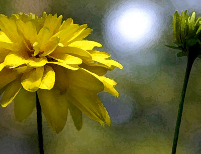 Wild Compass Flower