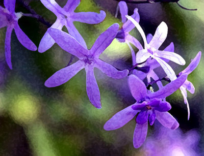 Blue Vine