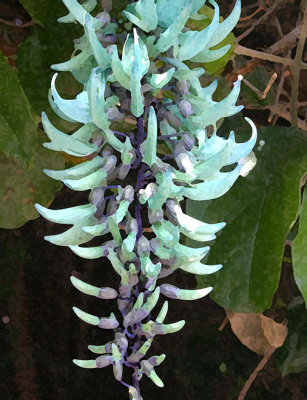 Zambian Jade Vine