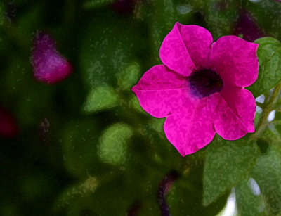 Zambian Flower Pink