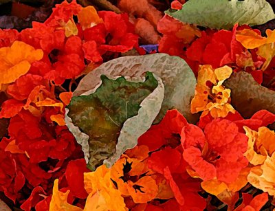 Zambia Nasturtium 1