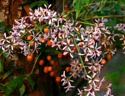 Zambian Pink & Berries