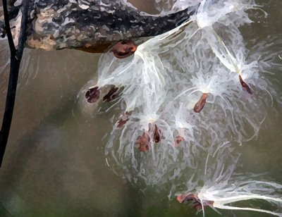Milkweed 1