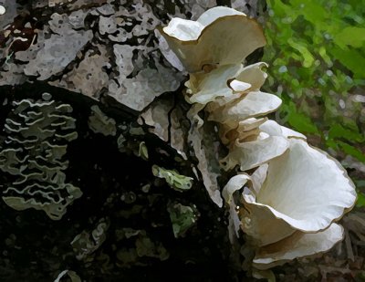Mushrooms 2