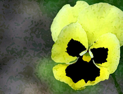 PansyYellow 2
