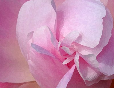 Peony