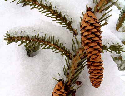 Pine Cone