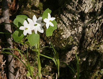 Rue Anemone