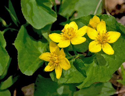 Marsh Marigolds 3