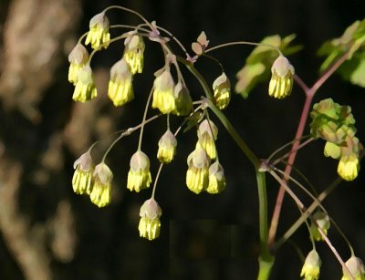 Spring Rue
