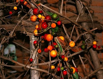 Story's Berries
