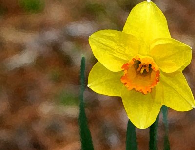Daffodil 4