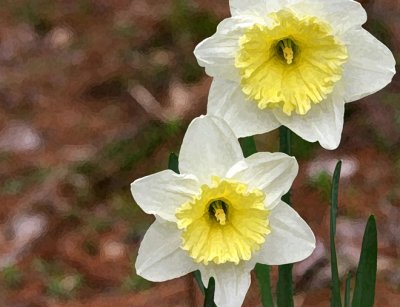 Daffodils 1