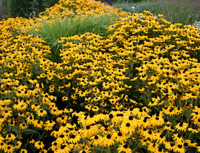 Black Eyes Susans