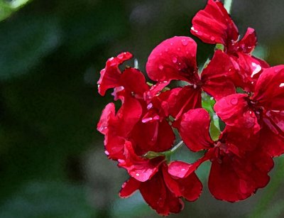 Red Geranium 3