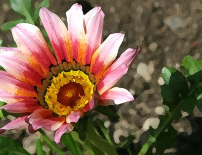 Gerber Daisy
