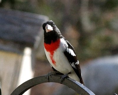 Rose Breasted Grosbeak