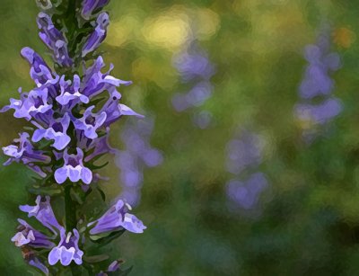 Lobelia