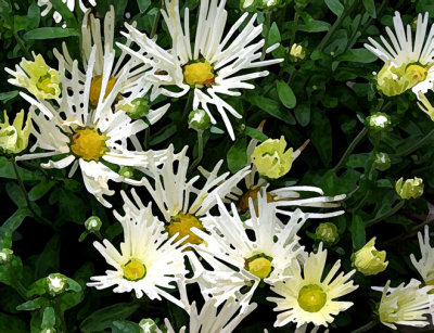 Spider Mums