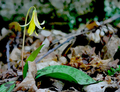 Spring Trout Lily