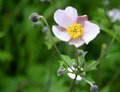 Anemone Japonicus 2