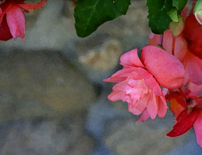 Begonia