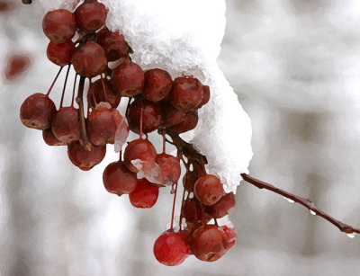 Berries in the Snow 2