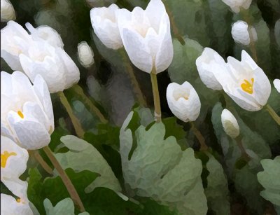 Bloodroot 2