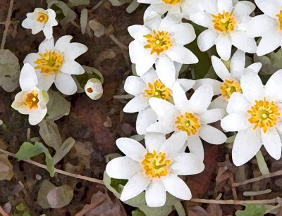 Bloodroot 1