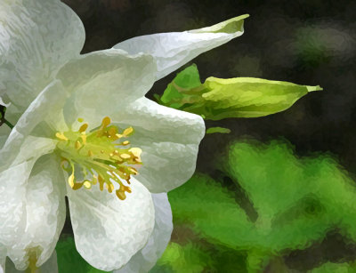 Columbine 1