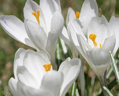 White Crocus